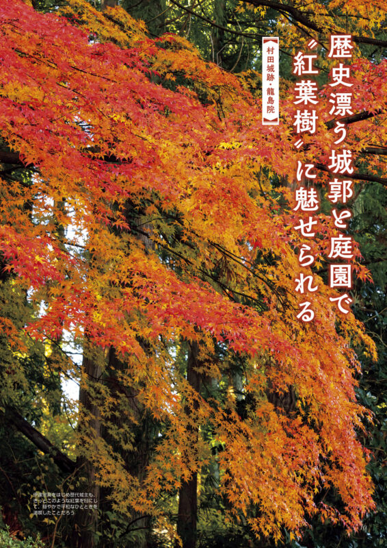 koyo_2